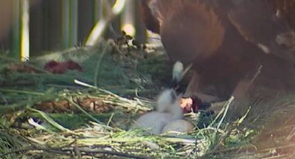 Águila real, en peligro de extinción, pone 2 huevos, en el Zoológico de León