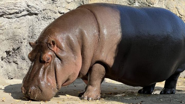 Gen-chan, el hipopótamo que en México creían  era macho resultó hembra