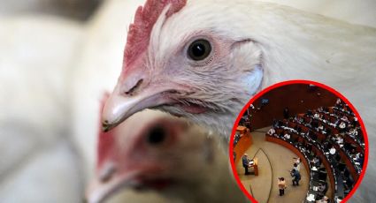 Denuncian a senador de Morena por sacrificio de gallina en el Congreso