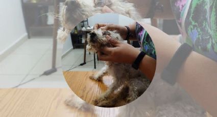 Fallece "Puchi" perrita rescatada de maltrato en Boca del Río