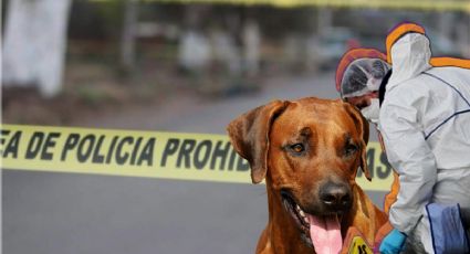 Perro llevaba pie humano, en menos de 24 horas aparecen 3 cadáveres en Pachuca y la Reforma