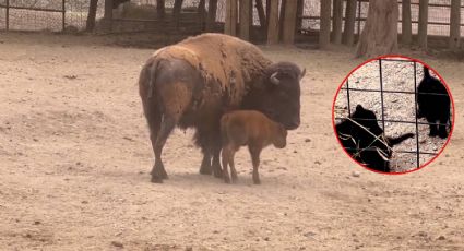 Nacen 3 lobitos mexicanos y una bisonte en el Zoológico de León