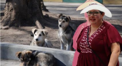 Tania Meza ve en Pachuca necesidad de políticas para atender a animales callejeros