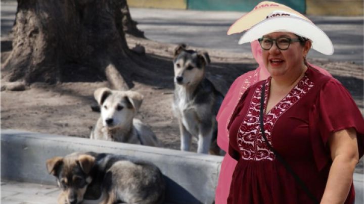 Tania Meza ve en Pachuca necesidad de políticas para atender a animales callejeros