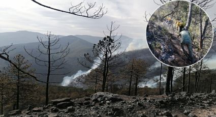 Tamaulipas arde: Incendio forestal alcanzó zona boscosa