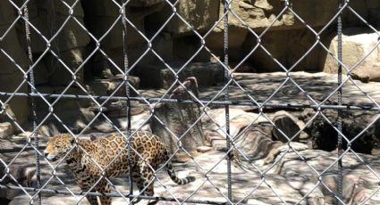 Los animales del Zoológico de León tuvieron un comportamiento diferente por eclipse
