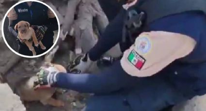 Rescatan a perrita y sus 7 cachorros atrapados bajo raíces de árbol en León; buscan hogar