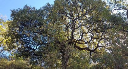 En temporada de lluvias municipio de León plantará árboles de manera masiva, serán 10,000