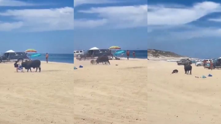 ¿Toro en playa de Los Cabos? Embiste a turista y se hace viral | VIDEO