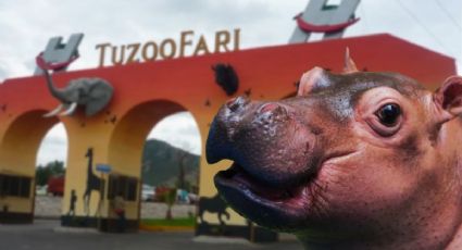 Bebé hipopótamo causa sensación en zoológico Tuzoofari; así luce