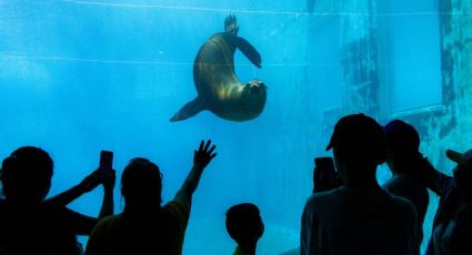 Aquarium de Veracruz: En estos horarios puedes conocer a los lobos marinos