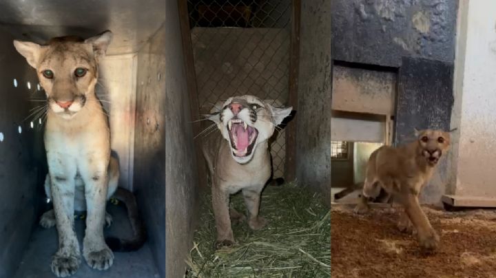 Puma se mete a casa en Jalisco y causa temor; “lindo gatito” fue capturado | FOTOS