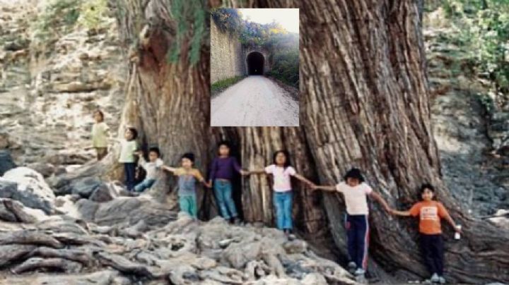 El escondido ahuehuete de Guanajuato al que se llega a través de un túnel