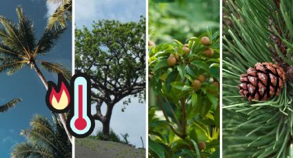 Árboles nativos de Veracruz que puedes sembrar para combatir el calor