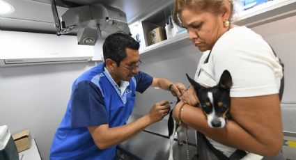 Así puedes esterilizar a tus mascotas en Irapuato
