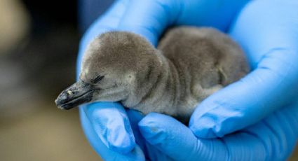 Nace pingüino bebé en el Acuario de Veracruz, piden a jarochos ponerle nombre