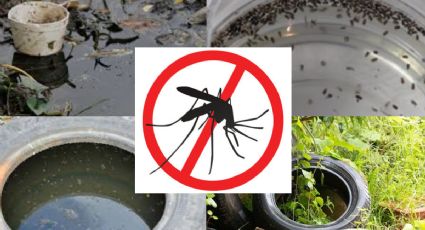 El mosquito del dengue se cría en el agua te decimos cómo evitarlo
