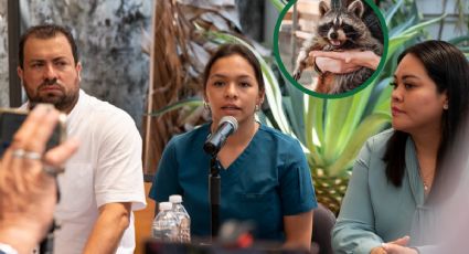 Auutoridades en Córdoba registran incremento inusual de mapaches en Rio San Antonio