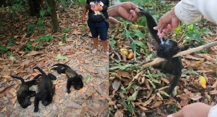 Así han muerto 157 monos aulladores por calor en Tabasco y Chiapas | VIDEO