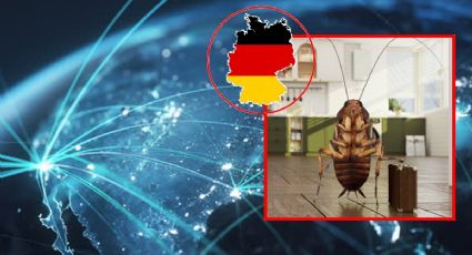 Cucarachas alemanas lograron lo que los nazis no: conquistar el mundo
