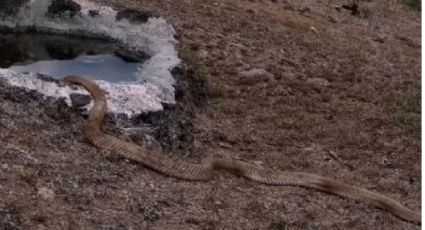 Captan enorme serpiente bajando a beber agua por ola de calor en Guanajuato