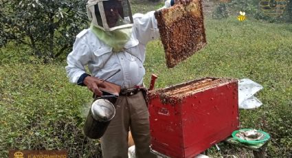 Disminuyen reportes de colmenas y enjambres de abejas en Córdoba
