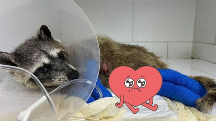 Piden ayuda para "Abuelita Mapache"; sufrió quemaduras en incendio en Boca del Río