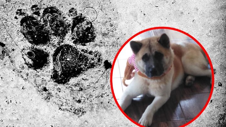 Justicia para Deck: dan 8 años de cárcel a hombre que apuñaló a perro en Puebla