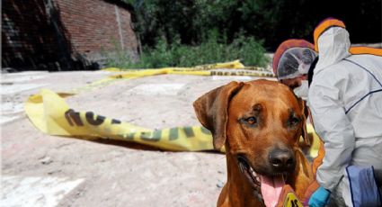 Hallan a perros devorando cadáver en Hidalgo; esto se sabe