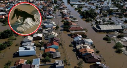 Inundaciones en Brasil dejan 136 desaparecidos... Autoridades rescatan a un caballo