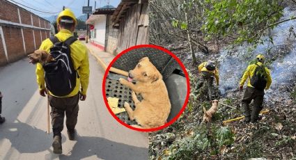 El Brechas, perrito brigadista que ayuda en los incendios forestales de Veracruz