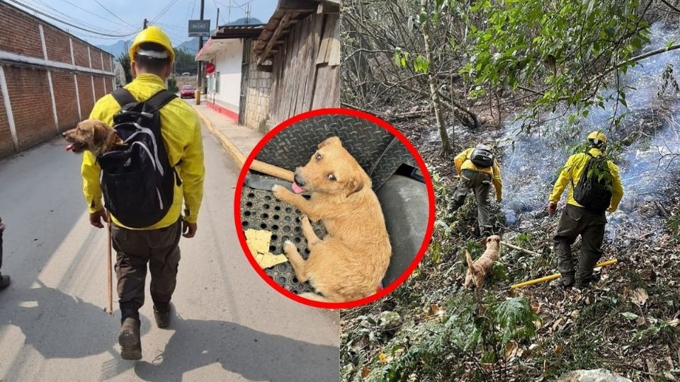 El Brechas, perrito brigadista que ayuda en los incendios forestales de Veracruz