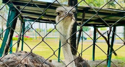 Muere de infarto “Petronila”, avestruz del parque Xochipilli en Celaya