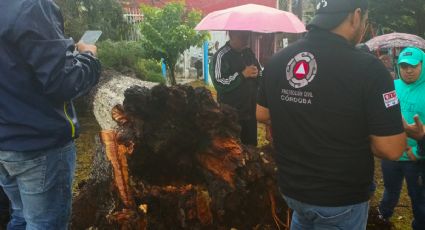 Tras intensa lluvia se reportan árboles caídos en Córdoba, checa las colonias afectadas
