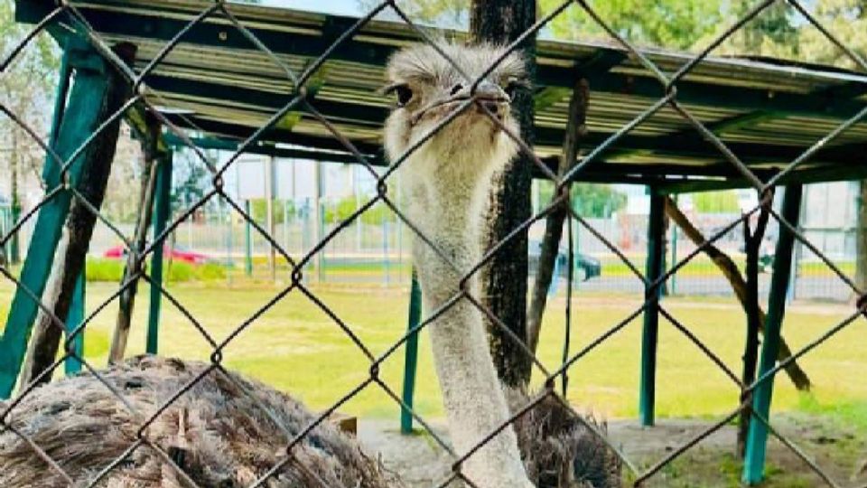 El avestruz tenía una edad de entre 20 y 25 años, tiempo en el que habitó, embelleció y brindó momentos de alegría a las familias que acostumbran visitar el Parque Xochipilli.