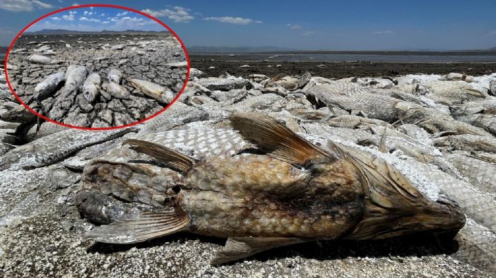 Sequía en Chihuahua: Impresionantes fotos retratan miles de peces muertos | FOTOGALERÍA