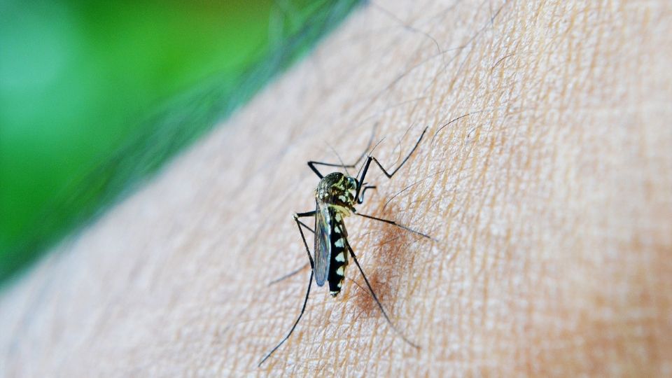 La mejor recomendación que puede hacer para evitar el dengue es el uso de repelente de mosquitos