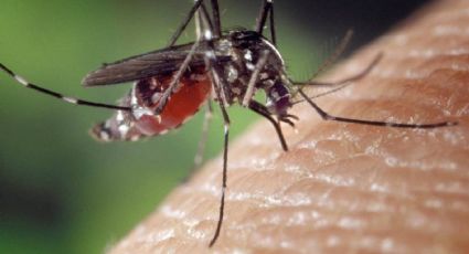 Mosco del Dengue no se reproduce en canales o ríos: Secretaría de Salud