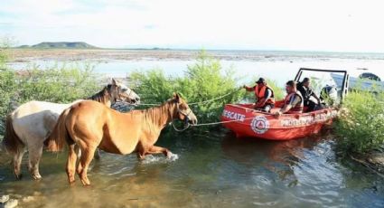 Abren compuertas de la presa El Cuchillo y rescatan caballos atrapados