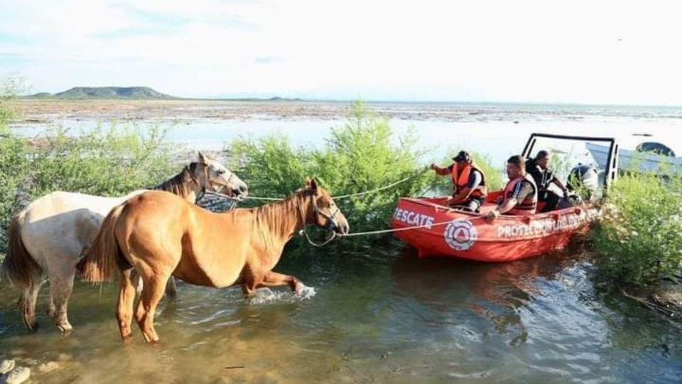 Elementos de Protección Civil del Estado rescataron 17 caballos atrapados en una isleta de la Presa Cerro Prieto
