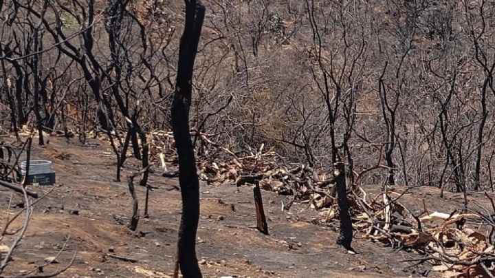 Incendios forestales afectan 10,000 hectáreas de bosques en Guanajuato