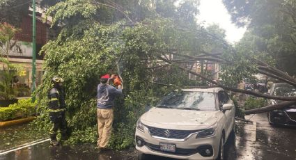 Árbol de 25 metros cae sobre tres autos en Coyoacán