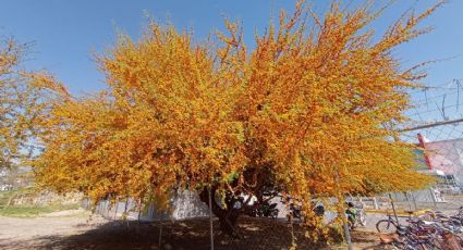 La hermosa floración del huizache: árbol nativo de Guanajuato