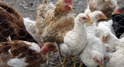 De México, primera víctima de gripe aviar A H5N2; OMS enciende alarmas de nueva pandemia