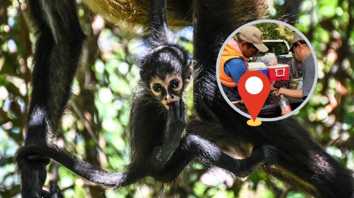 Tras muertes de 10 monos aulladores, ponen centros de acopio en el sur de Veracruz