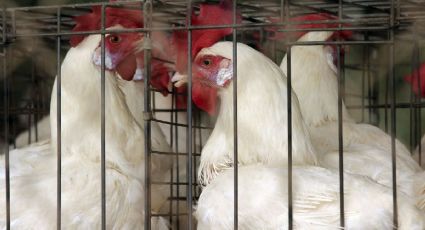 Especialista explica muerte del paciente contagiado con gripe aviar