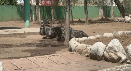 Altas temperaturas pegan a animales en zoológico de Neza