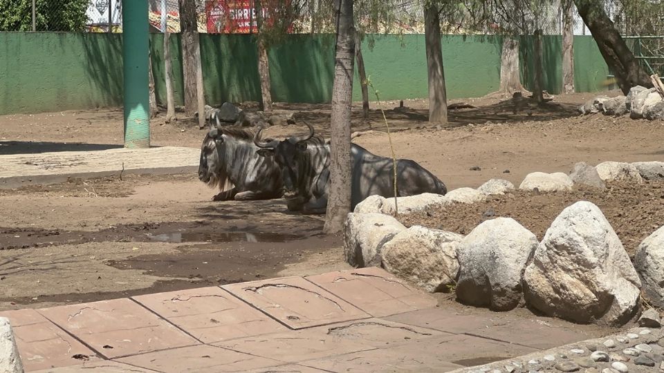 Altas temperaturas pegan a animales en zoológico de Neza