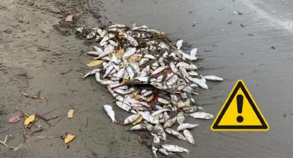 Esto se sabe de la mortandad de peces registrada hoy en la Laguna del Ostión