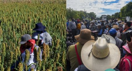 Campo en Crisis: Productores de sorgo en Tamaulipas denuncian persecución por cerrar carreteras